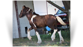 ~Northern Lights Regan O'Carriage Creek~ '18 Black Pearl Tobiano Filly by Chywoon Remington - OH